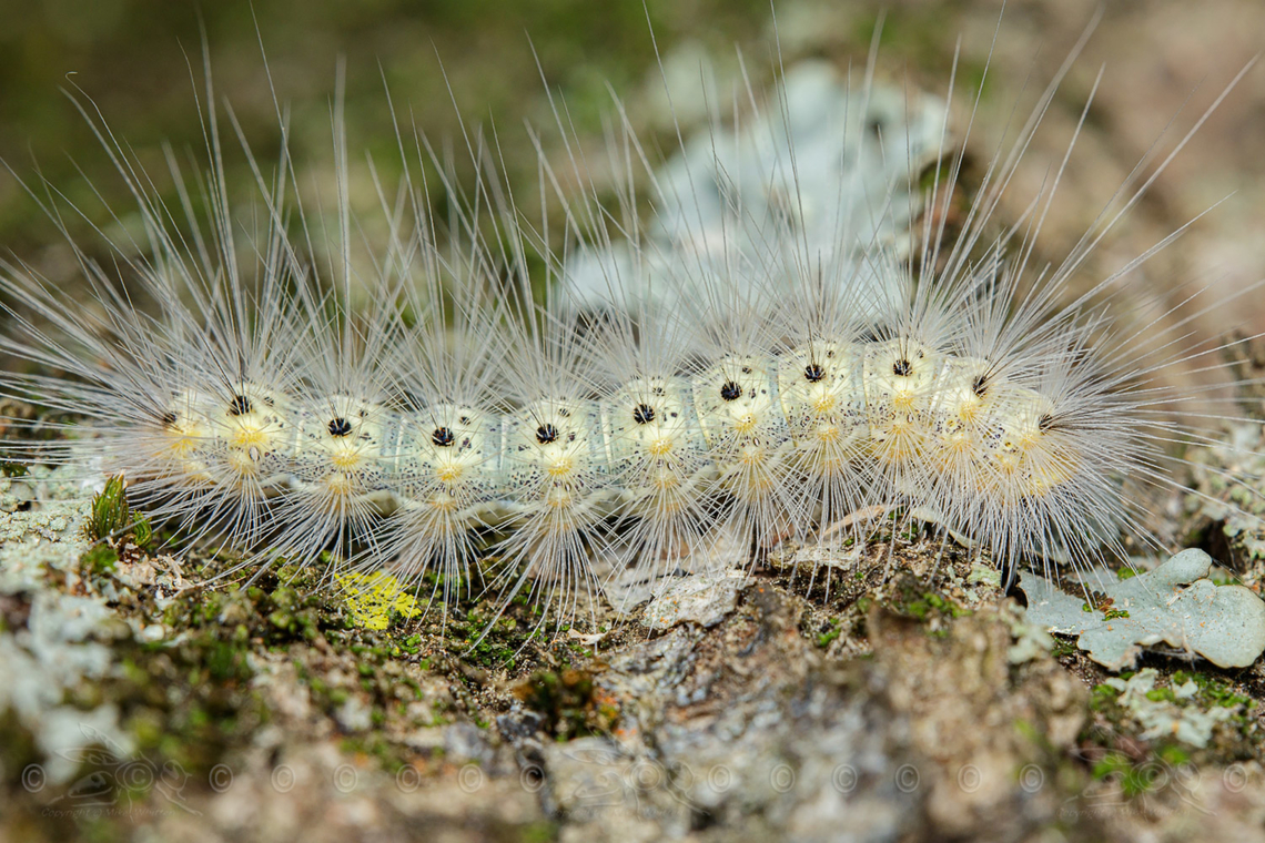Hyphantria cunea Fall Webworm Moth - Hyphantria cunea<br />
 Fall webworm,Hyphantria cunea