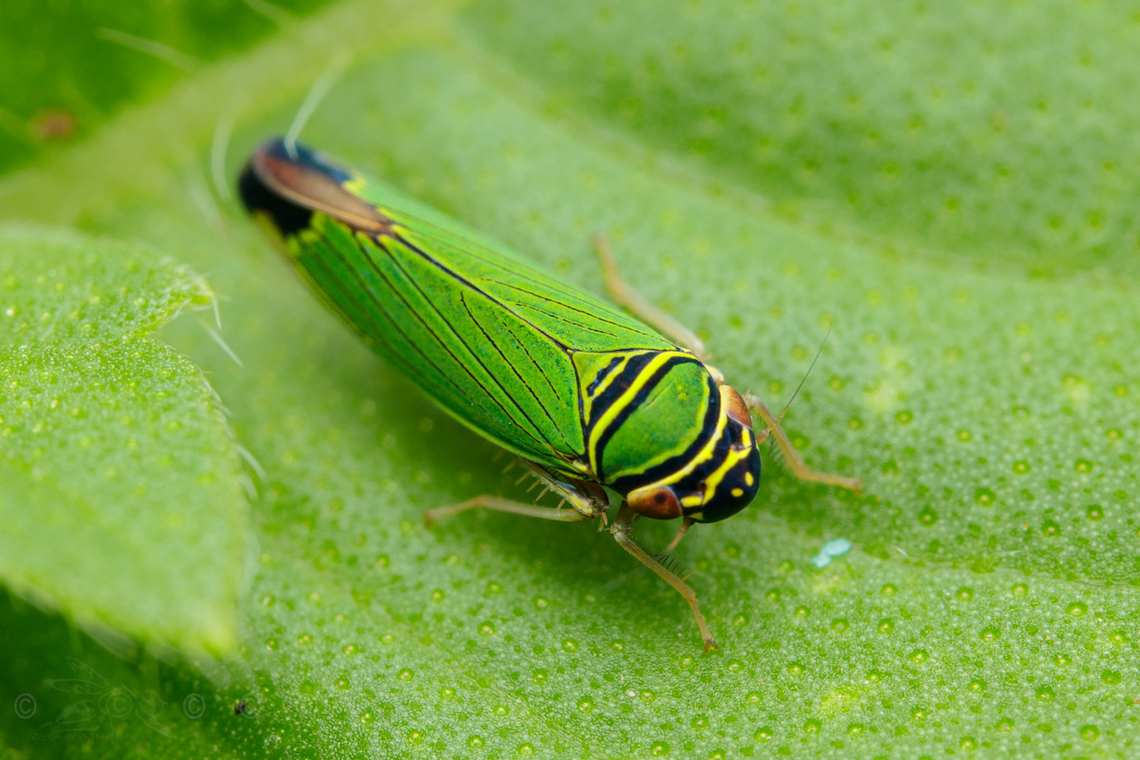 Tylozygus geometricus Tylozygus geometricus<br />
 Tylozygus geometricus