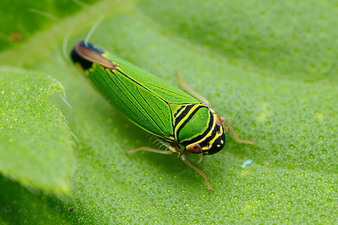 Tylozygus geometricus Tylozygus geometricus
 Tylozygus geometricus