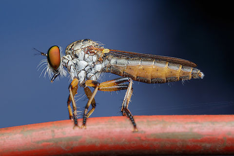 Ommatius Genus Ommatius -  a member of Robber Flies Family Asilidae Family Asilidae,Ommatius,Robber Fly