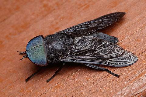 Tabanus atratus Black Horse Fly - Tabanus atratus Black Horse Fly,Tabanus atratus