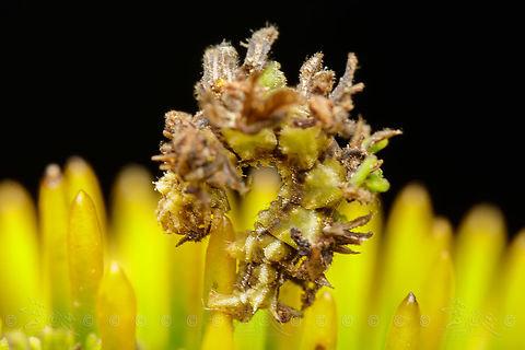 Synchlora aerata Wavy-lined Emerald - Synchlora aerata
 Synchlora aerata,Wavy-lined emerald moth