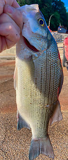 Morone chrysops WhiteBass - Morone chrysops Morone chrysops,White bass