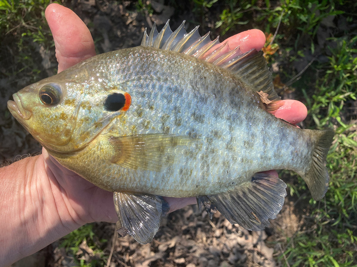 Lepomis microlophus  Redear Sunfish (Lepomis microlophus)  Geotagged,Lepomis microlophus,Redear sunfish,United States