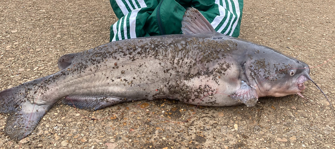 Ictalurus furcatus  Blue Catfish (Ictalurus furcatus) <br />
27 pounds Blue catfish,Geotagged,Ictalurus furcatus,Spring,United States
