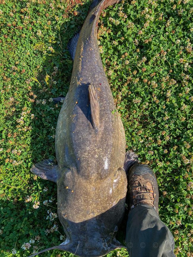 Pylodictis olivaris  Flathead Catfish (Pylodictis olivaris) <br />
44 pounds Flathead catfish,Geotagged,Pylodictis olivaris,Spring,United States