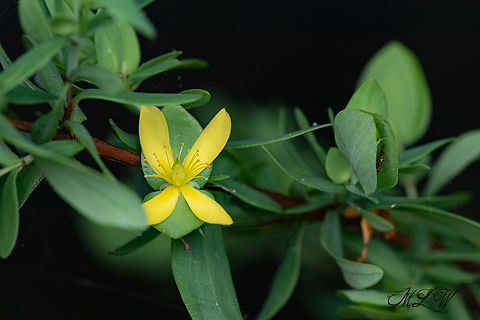 Hypericum hypericoides  St. Andrew's Cross (Hypericum hypericoides) 

https://www.jungledragon.com/image/138687/img_2677_crop.html Hypericum hypericoides,St. Andrew's Cross