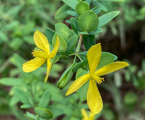 Hypericum hypericoides  St. Andrew's Cross (Hypericum hypericoides) 

https://www.jungledragon.com/image/138686/hypericum_hypericoides.html Geotagged,Hypericum hypericoides,St. Andrew's Cross,Summer,United States