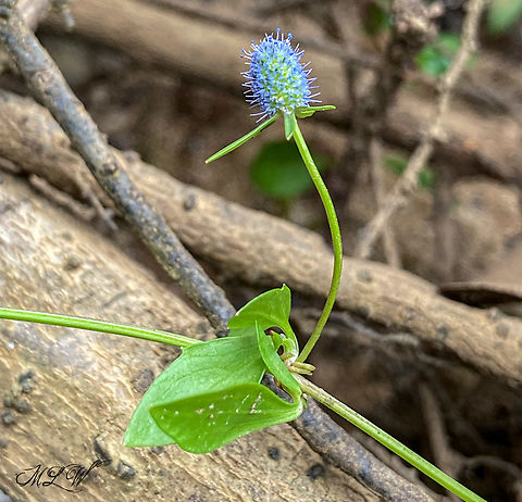 Eryngium prostratum  Creeping Eryngo (Eryngium prostratum) 

https://www.jungledragon.com/image/138689/img_2686.html Creeping Eryngo,Eryngium prostratum,Geotagged,Summer,United States