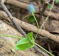 Eryngium prostratum  Creeping Eryngo (Eryngium prostratum) <br />
<br />
https://www.jungledragon.com/image/138689/img_2686.html Creeping Eryngo,Eryngium prostratum,Geotagged,Summer,United States