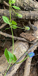 Eryngium prostratum  Creeping Eryngo (Eryngium prostratum) 
https://www.jungledragon.com/image/138688/img_2685.html Creeping Eryngo,Eryngium prostratum,Geotagged,Summer,United States