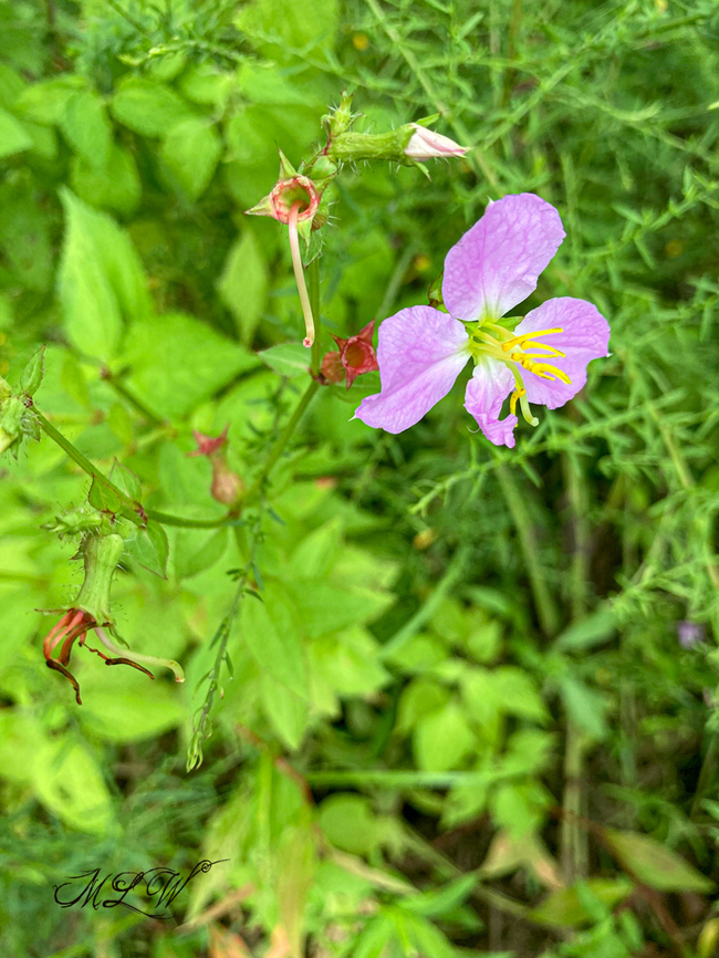 Rhexia nashii  Maid Marian (Rhexia nashii) <br />
<br />
<figure class="photo"><a href="https://www.jungledragon.com/image/138691/maid_marian_rhexia_nashii.html" title="Maid Marian (Rhexia nashii)"><img src="https://s3.amazonaws.com/media.jungledragon.com/images/4526/138691_thumb.jpg?AWSAccessKeyId=05GMT0V3GWVNE7GGM1R2&Expires=1769040010&Signature=c9HNqCpEKz%2B6duGlz%2F%2FxNOtftaQ%3D" width="200" height="196" alt="Maid Marian (Rhexia nashii)  Maid Marian (Rhexia nashii) <br />
<br />
https://www.jungledragon.com/image/138690/img_2680.html Geotagged,Maid Marian,Rhexia nashii,Summer,United States" /></a></figure> Geotagged,Maid Marian,Rhexia nashii,Summer,United States