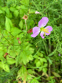 Rhexia nashii  Maid Marian (Rhexia nashii) 

https://www.jungledragon.com/image/138691/img_2680-crop.html Geotagged,Maid Marian,Rhexia nashii,Summer,United States