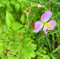 Maid Marian (Rhexia nashii)  Maid Marian (Rhexia nashii) <br />
<br />
https://www.jungledragon.com/image/138690/img_2680.html Geotagged,Maid Marian,Rhexia nashii,Summer,United States