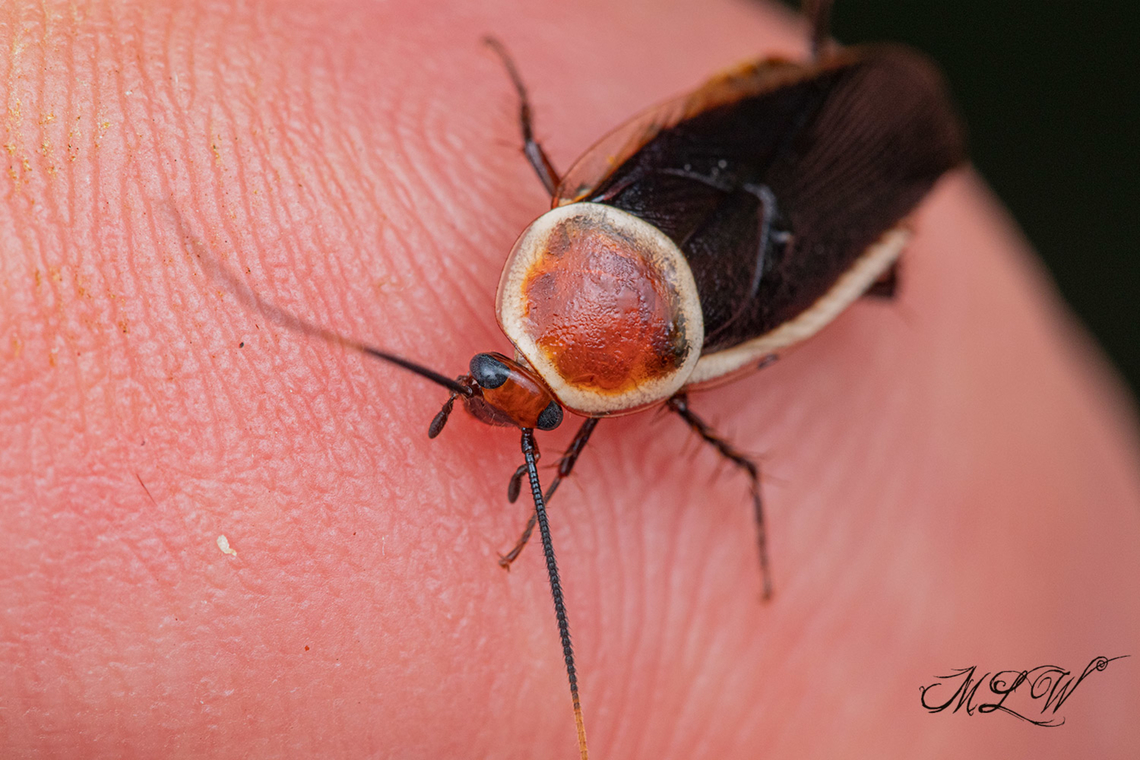 Pseudomops septentrionalis  Pale-bordered Field Cockroach (Pseudomops septentrionalis) <br />
<figure class="photo"><a href="https://www.jungledragon.com/image/138697/pseudomops_septentrionalis.html" title="Pseudomops septentrionalis"><img src="https://s3.amazonaws.com/media.jungledragon.com/images/4526/138697_thumb.jpg?AWSAccessKeyId=05GMT0V3GWVNE7GGM1R2&Expires=1759968010&Signature=s42yD%2F2%2FVmIjDqcia3VIKbmI8GI%3D" width="200" height="126" alt="Pseudomops septentrionalis  Pale-bordered Field Cockroach (Pseudomops septentrionalis) <br />
https://www.jungledragon.com/image/138696/pseudomops_septentrionalis.html Pale-bordered Field Cockroach,Pseudomops septentrionalis" /></a></figure> Pale-bordered Field Cockroach,Pseudomops septentrionalis)