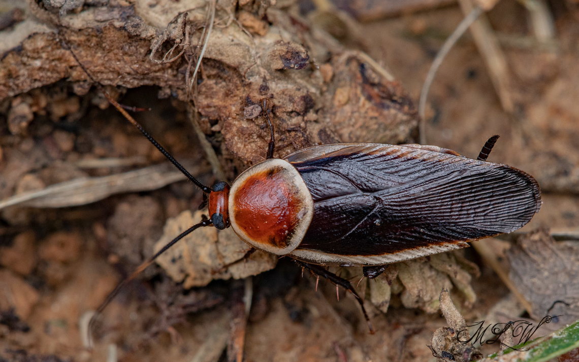 Pseudomops septentrionalis  Pale-bordered Field Cockroach (Pseudomops septentrionalis) <br />
<figure class="photo"><a href="https://www.jungledragon.com/image/138696/pseudomops_septentrionalis.html" title="Pseudomops septentrionalis"><img src="https://s3.amazonaws.com/media.jungledragon.com/images/4526/138696_thumb.jpg?AWSAccessKeyId=05GMT0V3GWVNE7GGM1R2&Expires=1769040010&Signature=WRIrhfbW4oDkEIjjcXinko6OXZo%3D" width="200" height="134" alt="Pseudomops septentrionalis  Pale-bordered Field Cockroach (Pseudomops septentrionalis) <br />
https://www.jungledragon.com/image/138697/pseudomops_septentrionalis.html Pale-bordered Field Cockroach,Pseudomops septentrionalis)" /></a></figure> Pale-bordered Field Cockroach,Pseudomops septentrionalis