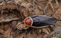 Pseudomops septentrionalis Pale-bordered Field Cockroach (Pseudomops septentrionalis) <br />
https://www.jungledragon.com/image/138696/pseudomops_septentrionalis.html Pale-bordered Field Cockroach,Pseudomops septentrionalis