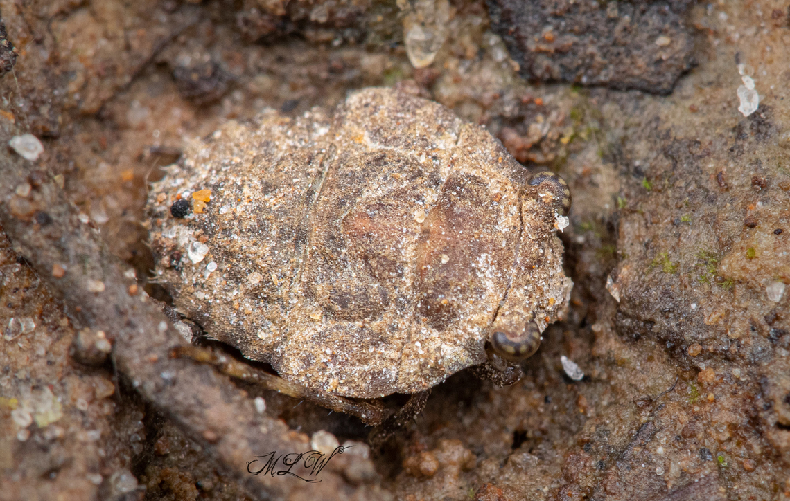 Gelastocoris oculatus Big-eyed Toad Bug (Gelastocoris oculatus) <br />
5-7mm length<br />
<figure class="photo"><a href="https://www.jungledragon.com/image/138701/gelastocoris_oculatus.html" title="Gelastocoris oculatus"><img src="https://s3.amazonaws.com/media.jungledragon.com/images/4526/138701_thumb.jpg?AWSAccessKeyId=05GMT0V3GWVNE7GGM1R2&Expires=1769040010&Signature=gHyOJ15wnrPPZerU62XE6gMoaag%3D" width="200" height="144" alt="Gelastocoris oculatus  Big-eyed Toad Bug (Gelastocoris oculatus) <br />
https://www.jungledragon.com/image/138700/gelastocoris_oculatus.html Big-eyed Toad Bug,Gelastocoris oculatus" /></a></figure> Big-eyed Toad Bug,Gelastocoris oculatus