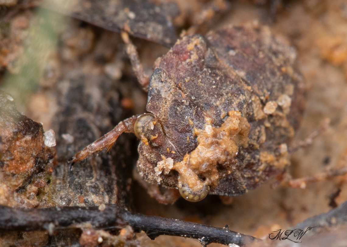 Gelastocoris oculatus  Big-eyed Toad Bug (Gelastocoris oculatus) <br />
<figure class="photo"><a href="https://www.jungledragon.com/image/138700/gelastocoris_oculatus.html" title="Gelastocoris oculatus"><img src="https://s3.amazonaws.com/media.jungledragon.com/images/4526/138700_thumb.jpg?AWSAccessKeyId=05GMT0V3GWVNE7GGM1R2&Expires=1763596810&Signature=%2F1JvizZ2Q8HN8%2BXy0eSfMP419Dc%3D" width="200" height="128" alt="Gelastocoris oculatus Big-eyed Toad Bug (Gelastocoris oculatus) <br />
5-7mm length<br />
https://www.jungledragon.com/image/138701/gelastocoris_oculatus.html Big-eyed Toad Bug,Gelastocoris oculatus" /></a></figure> Big-eyed Toad Bug,Gelastocoris oculatus