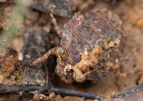 Gelastocoris oculatus  Big-eyed Toad Bug (Gelastocoris oculatus) 
https://www.jungledragon.com/image/138700/gelastocoris_oculatus.html Big-eyed Toad Bug,Gelastocoris oculatus