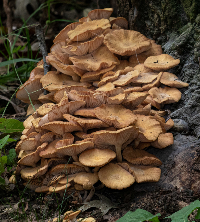Desarmillaria caespitosa  Ringless Honey Mushroom (Desarmillaria caespitosa) - host is Silver Maple<br />
<br />
"Up until 2021, this fungus was known as Desarmillaria tabescens, and prior to that, it was Armillaria tabescens. D. caespitosa was involved in a &ldquo;taxon split&rdquo; and is now recognized as the North American vicariant (relative) of D. tabescens &ndash; which is found in Europe and Asia." ref:-<a href="https://mushroom-monday.com/desarmillaria-caespitosa/" rel="nofollow">https://mushroom-monday.com/desarmillaria-caespitosa/</a><br />
<br />
<figure class="photo"><a href="https://www.jungledragon.com/image/138713/desarmillaria_caespitosa.html" title="Desarmillaria caespitosa"><img src="https://s3.amazonaws.com/media.jungledragon.com/images/4526/138713_thumb.jpg?AWSAccessKeyId=05GMT0V3GWVNE7GGM1R2&Expires=1769040010&Signature=CmGMPizHuNYfJS6uDB0KciSfSEQ%3D" width="200" height="134" alt="Desarmillaria caespitosa Desarmillaria caespitosa<br />
<br />
Ringless Honey Mushroom (Desarmillaria caespitosa) - host is Silver Maple<br />
<br />
"Up until 2021, this fungus was known as Desarmillaria tabescens, and prior to that, it was Armillaria tabescens. D. caespitosa was involved in a &ldquo;taxon split&rdquo; and is now recognized as the North American vicariant (relative) of D. tabescens &ndash; which is found in Europe and Asia." ref:-https://mushroom-monday.com/desarmillaria-caespitosa/ <br />
<br />
https://www.jungledragon.com/image/138705/desarmillaria_caespitosa.html Desarmillaria caespitosa,Ringless Honey Mushroom" /></a></figure> Desarmillaria caespitosa,Ringless Honey Mushroom