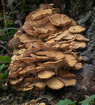 Desarmillaria caespitosa  Ringless Honey Mushroom (Desarmillaria caespitosa) - host is Silver Maple<br />
<br />
"Up until 2021, this fungus was known as Desarmillaria tabescens, and prior to that, it was Armillaria tabescens. D. caespitosa was involved in a “taxon split” and is now recognized as the North American vicariant (relative) of D. tabescens – which is found in Europe and Asia." ref:-https://mushroom-monday.com/desarmillaria-caespitosa/<br />
<br />
https://www.jungledragon.com/image/138713/desarmillaria_caespitosa.html Desarmillaria caespitosa,Ringless Honey Mushroom