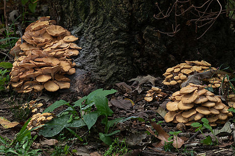 Desarmillaria caespitosa Desarmillaria caespitosa

Ringless Honey Mushroom (Desarmillaria caespitosa) - host is Silver Maple

"Up until 2021, this fungus was known as Desarmillaria tabescens, and prior to that, it was Armillaria tabescens. D. caespitosa was involved in a “taxon split” and is now recognized as the North American vicariant (relative) of D. tabescens – which is found in Europe and Asia." ref:-https://mushroom-monday.com/desarmillaria-caespitosa/ 

https://www.jungledragon.com/image/138705/desarmillaria_caespitosa.html Desarmillaria caespitosa,Ringless Honey Mushroom