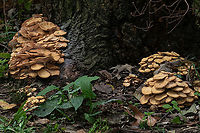 Desarmillaria caespitosa Desarmillaria caespitosa<br />
<br />
Ringless Honey Mushroom (Desarmillaria caespitosa) - host is Silver Maple<br />
<br />
"Up until 2021, this fungus was known as Desarmillaria tabescens, and prior to that, it was Armillaria tabescens. D. caespitosa was involved in a “taxon split” and is now recognized as the North American vicariant (relative) of D. tabescens – which is found in Europe and Asia." ref:-https://mushroom-monday.com/desarmillaria-caespitosa/ <br />
<br />
https://www.jungledragon.com/image/138705/desarmillaria_caespitosa.html Desarmillaria caespitosa,Ringless Honey Mushroom