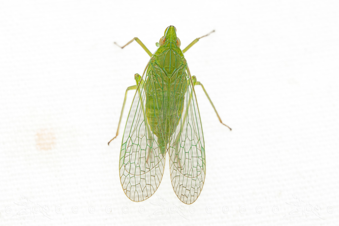 Nersia florida a member of Planthoppers. <br />
    Planthoppers Superfamily Fulgoroidea<br />
        Family Dictyopharidae<br />
            Subfamily Dictyopharinae<br />
                Tribe Nersiini<br />
                    Genus Nersia<br />
                        Nersia florida<br />
 Nersia florida,planthopper