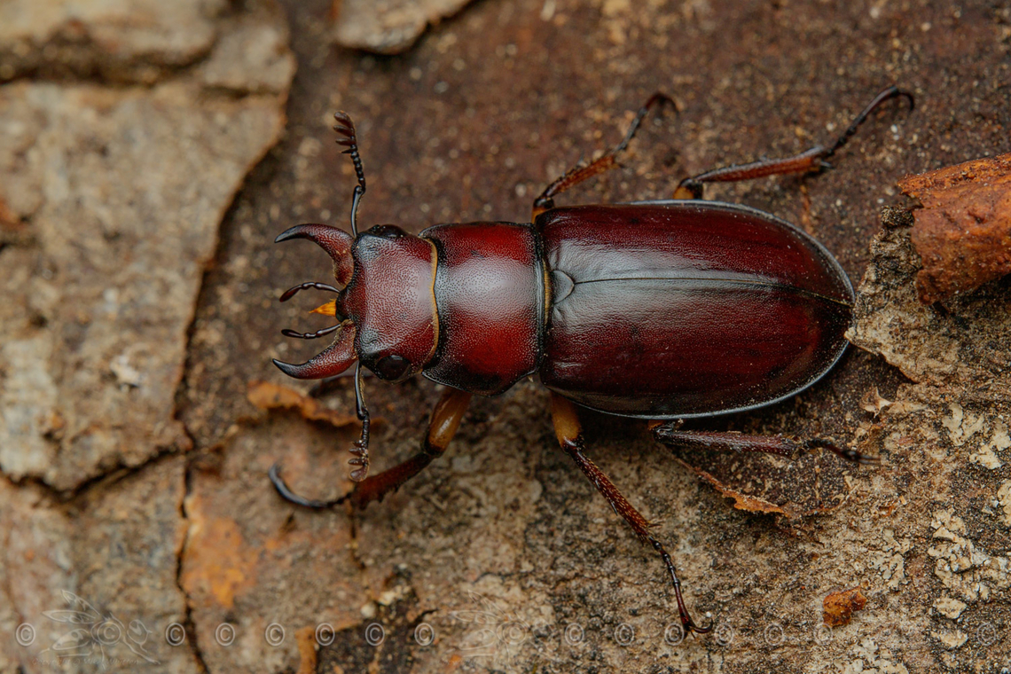 Lucanus capreolus Reddish-brown Stag Beetle <br />
<br />
<figure class="photo"><a href="https://www.jungledragon.com/image/140312/lucanus_capreolus.html" title="Lucanus capreolus"><img src="https://s3.amazonaws.com/media.jungledragon.com/images/4526/140312_thumb.jpg?AWSAccessKeyId=05GMT0V3GWVNE7GGM1R2&Expires=1767225610&Signature=t4yfQ%2FaaWf%2BpJ3sZsSswg5%2Bjmw0%3D" width="200" height="134" alt="Lucanus capreolus Reddish-brown Stag Beetle, close-up of head<br />
<br />
https://www.jungledragon.com/image/140242/lucanus_capreolus.html Lucanus capreolus,Reddish-brown Stag Beetle" /></a></figure> Lucanus capreolus,Reddish-brown Stag Beetle