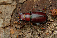 Lucanus capreolus Reddish-brown Stag Beetle <br />
<br />
https://www.jungledragon.com/image/140312/img_5969_175606_070722_t7i_akdifflcd.html Lucanus capreolus,Reddish-brown Stag Beetle