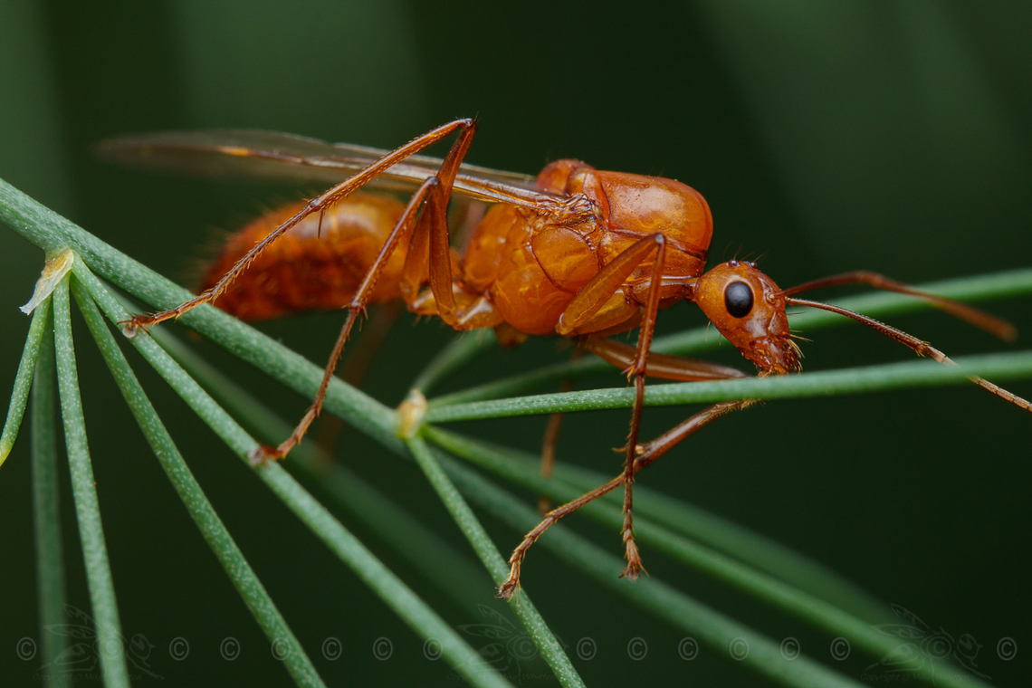 Camponotus castaneus Chestnut Carpenter Ant Camponotus castaneus,Chestnut Carpenter Ant