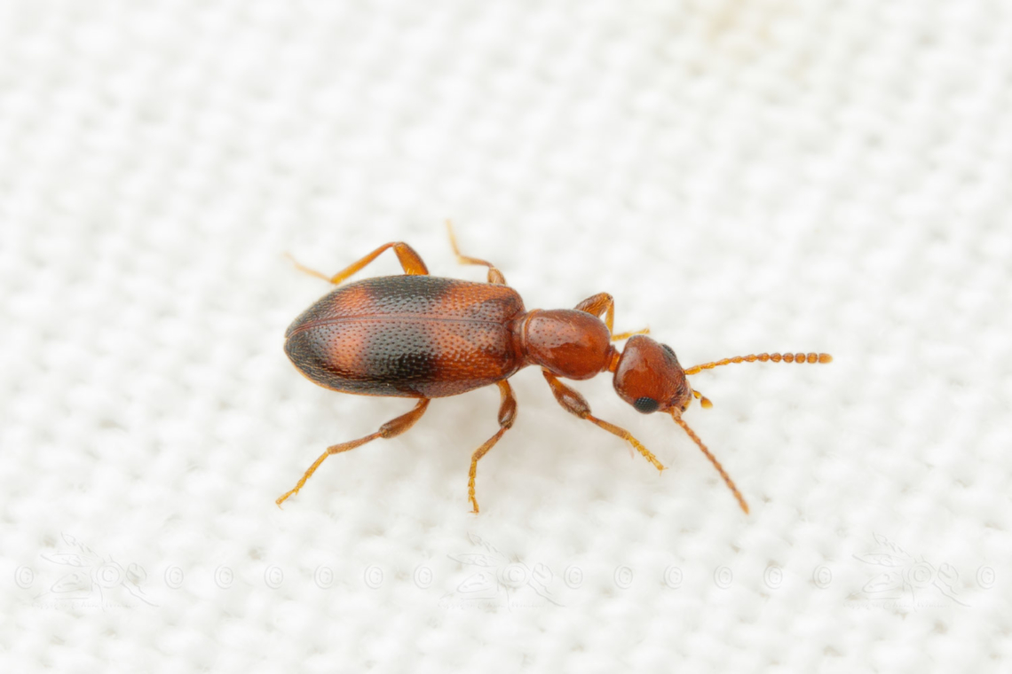Vacusus vicinus  Vacusus vicinus