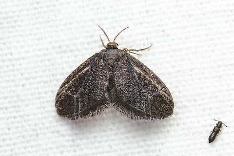 Fulgoraecia exigua Planthopper Parasite Moth Epipyrops exigua,Planthopper Parasite Moth