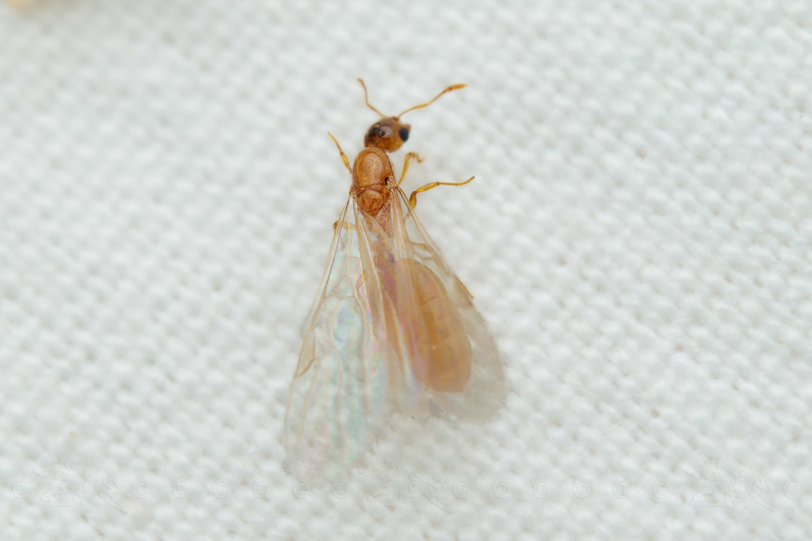 Solenopsis carolinensis Carolina Thief Ant Carolina Thief Ant,Solenopsis  carolinensis