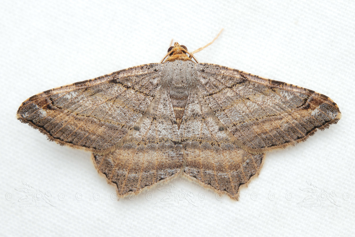 Macaria multilineata Many-lined Angle Moth Macaria multilineata,Many-lined Angle Moth