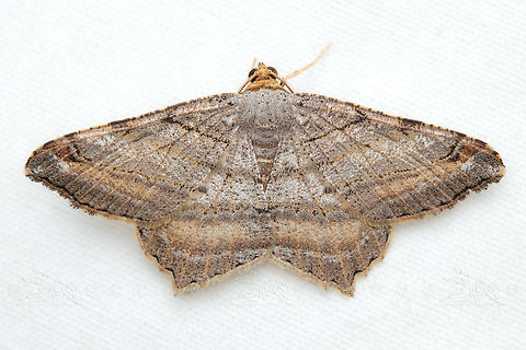 Macaria multilineata Many-lined Angle Moth Macaria multilineata,Many-lined Angle Moth