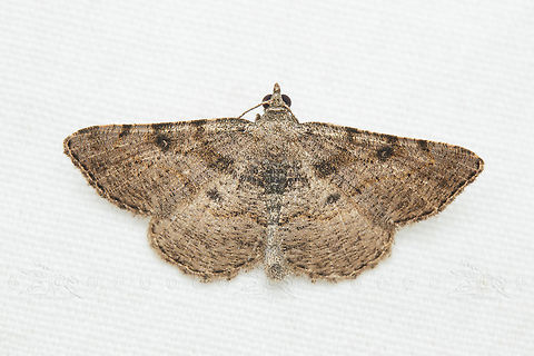 Digrammia gnophosaria Hollow-spotted Angle Digrammia gnophosaria
 Digrammia gnophosaria,Hollow-spotted Angle