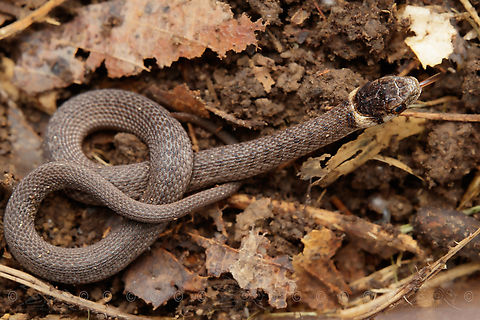 Storeria dekayi Dekay's Brown snake

https://www.jungledragon.com/image/140259/storeria_dekayi.html De Kay's snake,Storeria dekayi