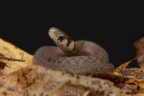 Storeria dekayi Dekay's Brown snake 
https://www.jungledragon.com/image/140258/storeria_dekayi.html Dekay's Brown snake,Storeria dekayi