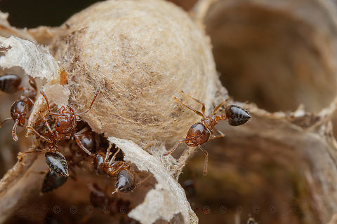 Crematogaster ashmeadi Ashmead's Acrobat Ant
Ashmead's Acrobat Ant,Crematogaster ashmeadi