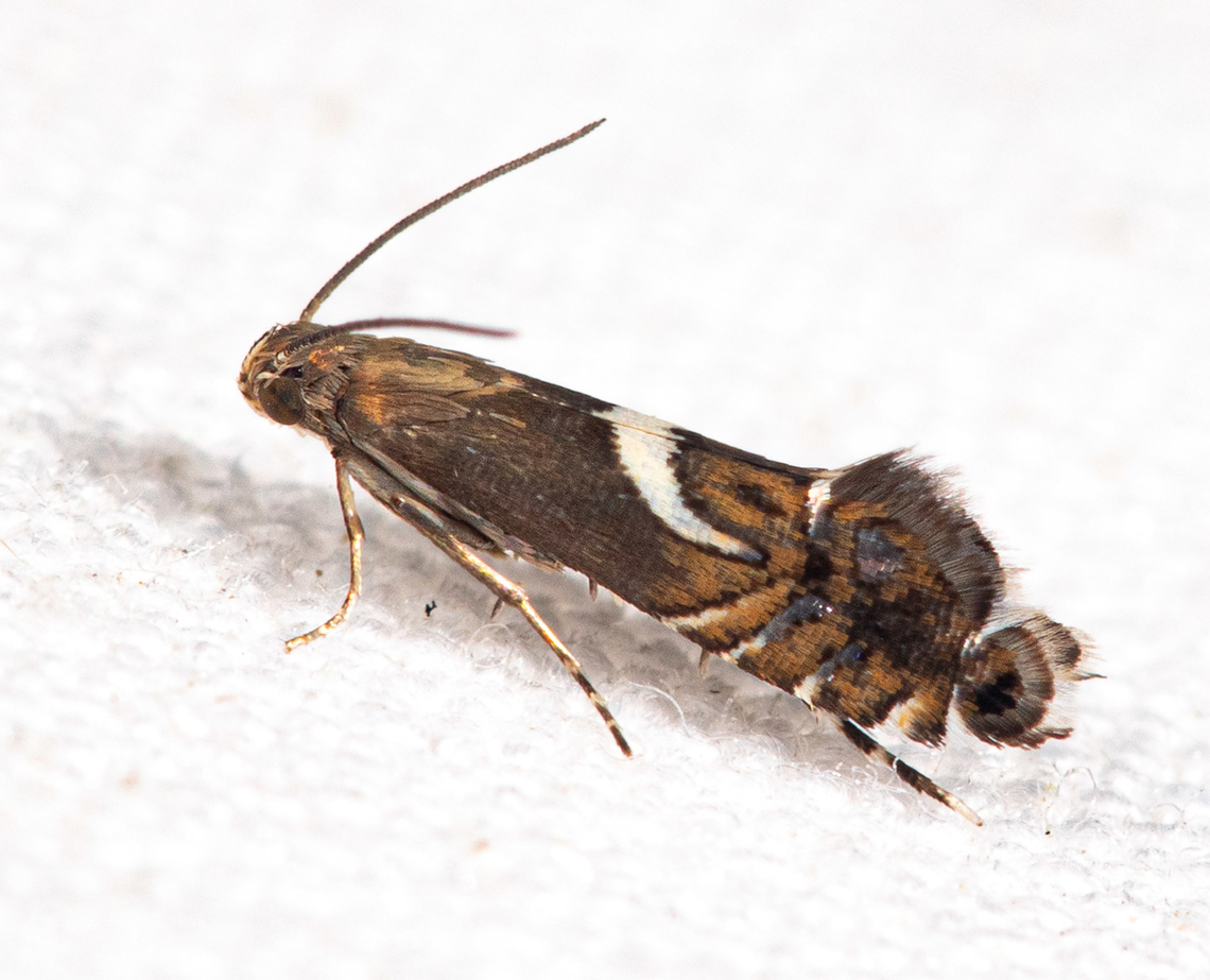 Diploschizia impigritella Yellow Nutsedge Moth <br />
<br />
<figure class="photo"><a href="https://www.jungledragon.com/image/140265/diploschizia_impigritella.html" title="Diploschizia impigritella"><img src="https://s3.amazonaws.com/media.jungledragon.com/images/4526/140265_thumb.jpg?AWSAccessKeyId=05GMT0V3GWVNE7GGM1R2&Expires=1767225610&Signature=wh2qy6YYOkirDnQkZYQWuLHADP8%3D" width="106" height="152" alt="Diploschizia impigritella Yellow Nutsedge Moth <br />
<br />
https://www.jungledragon.com/image/140264/diploschizia_impigritella.html<br />
 Diploschizia impigritella,Yellow Nutsedge Moth" /></a></figure> Diploschizia impigritella,Yellow Nutsedge Moth