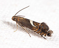 Diploschizia impigritella Yellow Nutsedge Moth <br />
<br />
https://www.jungledragon.com/image/140265/diploschizia_impigritella.html Diploschizia impigritella,Yellow Nutsedge Moth