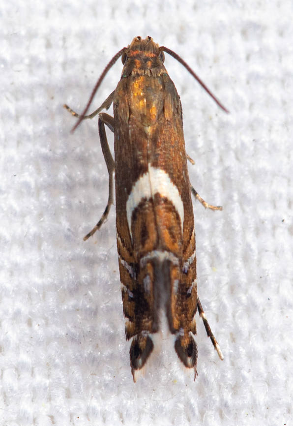 Diploschizia impigritella Yellow Nutsedge Moth <br />
<br />
<figure class="photo"><a href="https://www.jungledragon.com/image/140264/diploschizia_impigritella.html" title="Diploschizia impigritella"><img src="https://s3.amazonaws.com/media.jungledragon.com/images/4526/140264_thumb.jpg?AWSAccessKeyId=05GMT0V3GWVNE7GGM1R2&Expires=1759968010&Signature=pWhVZLiU7ZUV67jufZpWzS81Jbo%3D" width="200" height="162" alt="Diploschizia impigritella Yellow Nutsedge Moth <br />
<br />
https://www.jungledragon.com/image/140265/diploschizia_impigritella.html Diploschizia impigritella,Yellow Nutsedge Moth" /></a></figure><br />
 Diploschizia impigritella,Yellow Nutsedge Moth