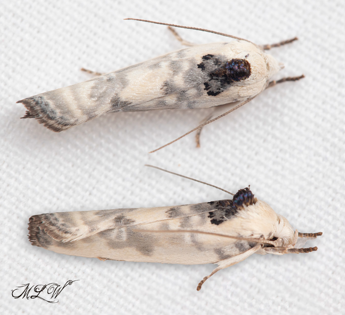 Antaeotricha leucillana Pale Gray Bird-dropping Moth Antaeotricha leucillana,Pale Gray Bird-dropping Moth