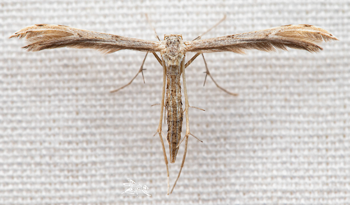 Pselnophorus belfragei  Belfrage&#039;s Plume Moth  Belfrage's Plume Moth,Pselnophorus belfragei