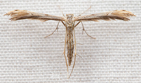Belfrage's Plume Moth