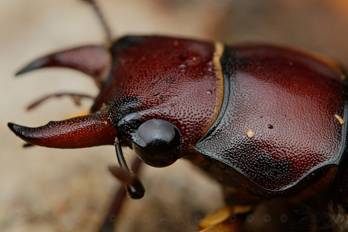 Lucanus capreolus Reddish-brown Stag Beetle, close-up of head<br />
<br />
<figure class="photo"><a href="https://www.jungledragon.com/image/140242/lucanus_capreolus.html" title="Lucanus capreolus"><img src="https://s3.amazonaws.com/media.jungledragon.com/images/4526/140242_thumb.jpg?AWSAccessKeyId=05GMT0V3GWVNE7GGM1R2&Expires=1769040010&Signature=XD4S5G0JrqBIam%2BsUHGlUQo83Wo%3D" width="200" height="134" alt="Lucanus capreolus Reddish-brown Stag Beetle <br />
<br />
https://www.jungledragon.com/image/140312/img_5969_175606_070722_t7i_akdifflcd.html Lucanus capreolus,Reddish-brown Stag Beetle" /></a></figure> Lucanus capreolus,Reddish-brown Stag Beetle