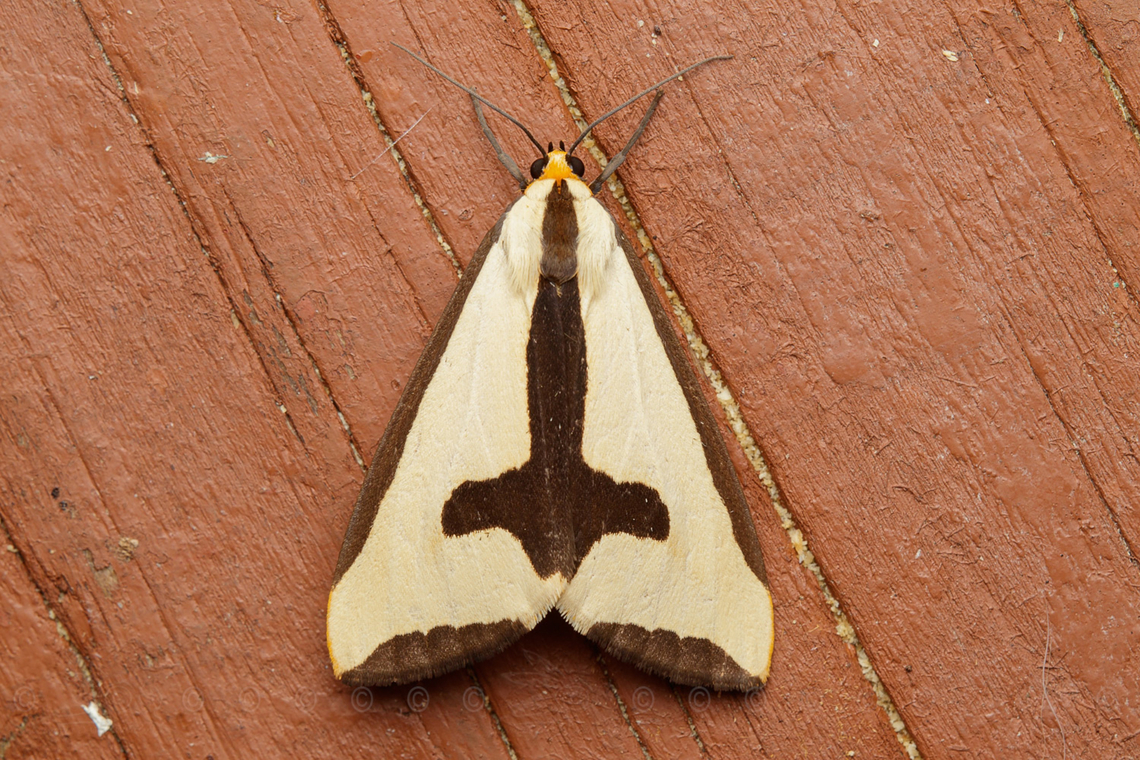 Haploa clymene  Clymene Moth (Haploa clymene)  Clymene Moth,Haploa clymene