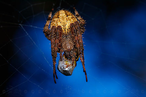 Neoscona crucifera Neoscona crucifera feeding on a bee Hentz’s orbweaver,Neoscona crucifera,Spotted Orbweaver